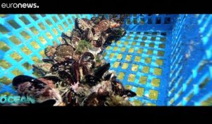 Vers une aquaculture marine durable : l'expérience pionnière des anémones de mer