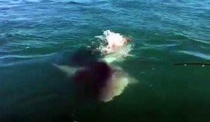Un grand requin blanc vient dévorer la queue d'un autre requin sous les yeux des pecheurs
