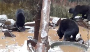 Au zoo de Bandung, le traitement de ces ours est scandaleux