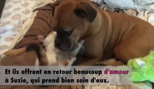 Une chienne adopte des chatons