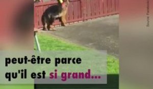 Ce facteur s'arrête tous les jours pour caresser un chien