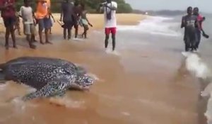 Des villageois encouragent une tortue à repartir en mer