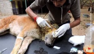 Ce chien de rue a été sauvé de la mort