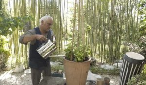 Comment planter des tomates cerises et basilic en pot ?
