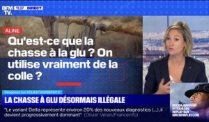 Qu'est-ce que la chasse à la glu ? - BFMTV répond à vos questions