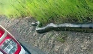 Un gigantesque anaconda se balade en bord de route au brésil