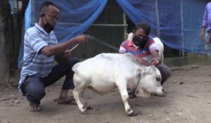 Une vache naine devient une star au Bangladesh