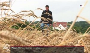 Agriculteurs : les intempéries menacent les récoltes