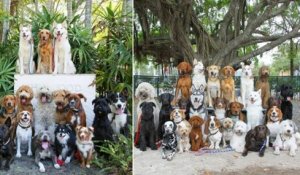 Ce centre de dressage pour chiens réussit l'impossible en réalisant des photos de groupe absolument parfaites