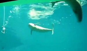 Ces dauphins viennent respirer l'oxygène d'un tuyau dans l'aquarium