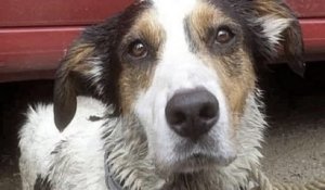 Rhône-Alpes : le personnel de Walibi sauve la vie d'un chien enfermé dans une voiture en plein soleil