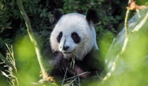 Zoo de Beauval : la femelle panda Huan Huan attend bien un second bébé !