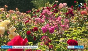 Alpes-Maritimes : à la découverte des jardins de la Villa Eilenroc