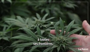 CBD : une hypocrisie française ?