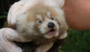 Deux adorables pandas roux sont nés au parc Biotropica