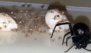 Il Decouvre Une Veuve Noire Et Ses Centaines De Bebes Pieges Dans La Colle A Fourmis Sur Orange Videos