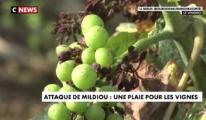 Attaque de mildiou : une plaie pour les vignes