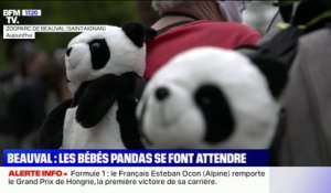 Au ZooParc de Beauval, la naissance des jumeaux pandas se fait attendre