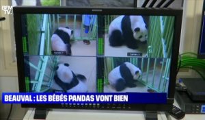 Story 4 : Au zoo de Beauval, les bébés pandas vont bien - 02/08