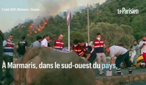 Turquie : des fermiers tentent  de sauver leurs animaux des incendies qui ravagent le pays