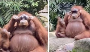 Une vidéo hilarante montre un orang-outan essayant des lunettes de soleil tombées accidentellement dans son enclos