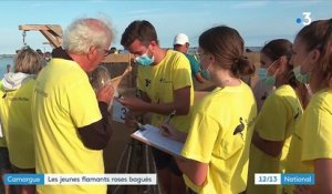 Camargue : les bénévoles ont bagué les jeunes flamants roses