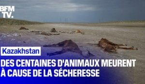 Au Kazakhstan, des centaines d'animaux meurent à cause de la sécheresse