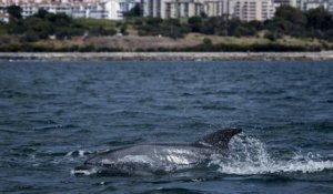 À Lisbonne, les dauphins reviennent dans l'estuaire du Tage, suite à la baisse du trafic maritime liée à la pandémie