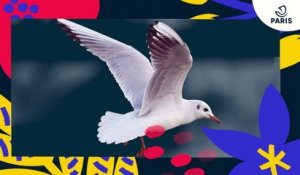 Brèves de nature sauvage à Paris : les oiseaux marins