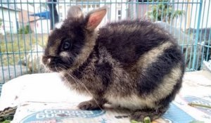 Sumatra : un lapin rayé très rare sauvé d'une vente sur Facebook par une ONG