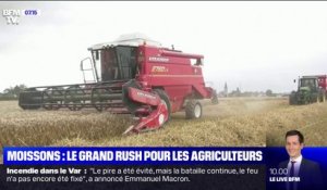 Les moissons ont commencé avec un mois de retard à cause des intempéries