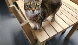 Un bar à chats à Andenne !