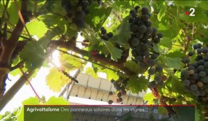 Climat : des panneaux solaires pour protéger les vignes