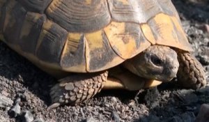 Incendie dans le Var : opération sauvetage des tortues d’Hermann d’une réserve naturelle