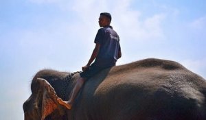 Il est désormais interdit de conduire un éléphant en état d'ivresse au Sri Lanka