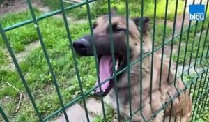 Avec l'unité canine de la police de Strasbourg