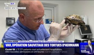 Var: opération de sauvetage pour la tortue d'Hermann, menacée d'extinction