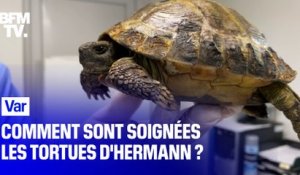 Après l’incendie dans le Var, comment sont soignées les tortues d’Hermann, une espèce protégée ?