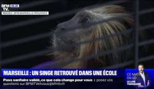 Un singe tamarin retrouvé dans une école de Marseille