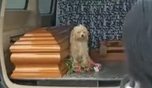 Endeuillé, ce chien refuse de laisser partir le cercueil de sa propriétaire décédée