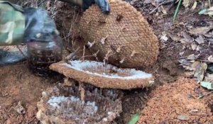Il détruit un énorme nid de frelons asiatiques sous-terrain