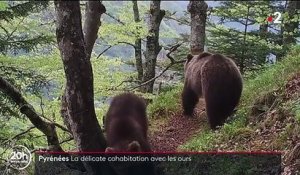 Pyrénées : la délicate cohabitation des éleveurs avec les ours