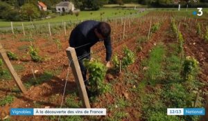 Vignobles : les vins de France, produits hors appellations, gagnent en notoriété