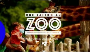 Une saison au zoo  - Saison 14 - Bande annonce