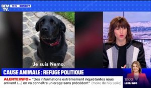 Comment les politiques s'engagent pour la cause animale ?