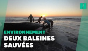 En Argentine, de plus en plus de baleines échouées sur les plages inquiètent