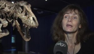 T. rex: nouvelle exposition temporaire du Muséum des Sciences Naturelles (Cécile Gerin)