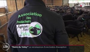 Haute-Loire : la brebis Noire du Velay, une race réputée