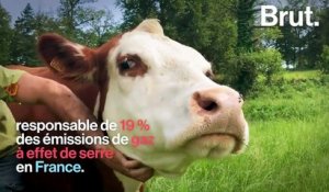 En Charente, ils créent une ferme respectueuse des animaux et des écosystèmes