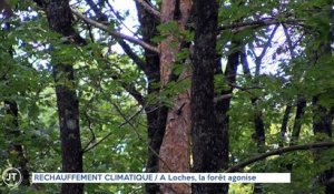 Le Journal - 18/10/2021 - RÉCHAUFFEMENT CLIMATIQUE / A Loches, la forêt agonise